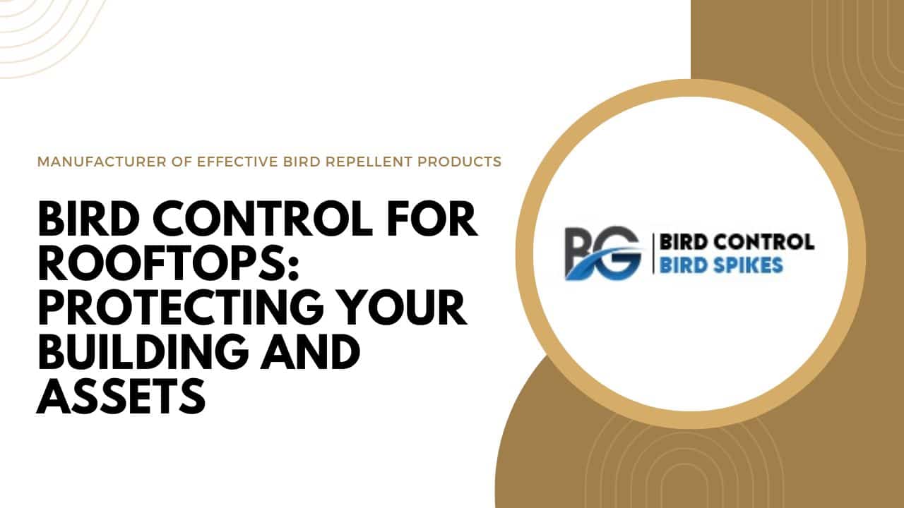 Guarding Your Territory: The Best Bird Control Products of 2024 ...